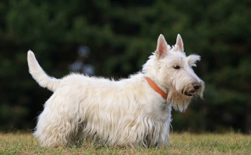 National Foundation Funds Research on Canine Cancer