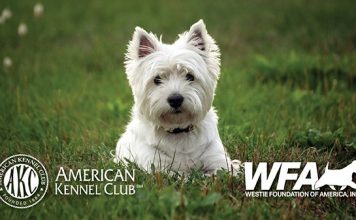 National Foundation Funds Vet Professor’s New Research