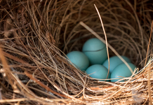 LIU Professor Daniel Hanley’s Insightful Research Reveals How Nesting Birds Behave