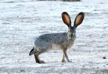 Pet Rabbits and a Deadly Virus