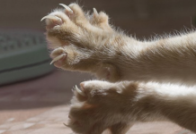 A cat’s life is a tale written by its paws