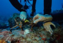 Alumnus Restoring Renowned Alligator Reef in Florida Keys