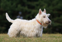 National Foundation Funds Research on Canine Cancer