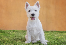 National Foundation Funds Research on Canine Cancer