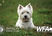 National Foundation Funds Vet Professor’s New Research